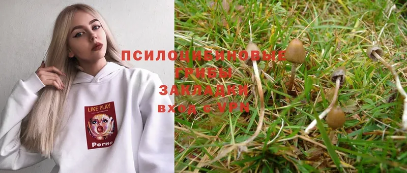 купить наркотик  Лакинск  Галлюциногенные грибы Psilocybe 